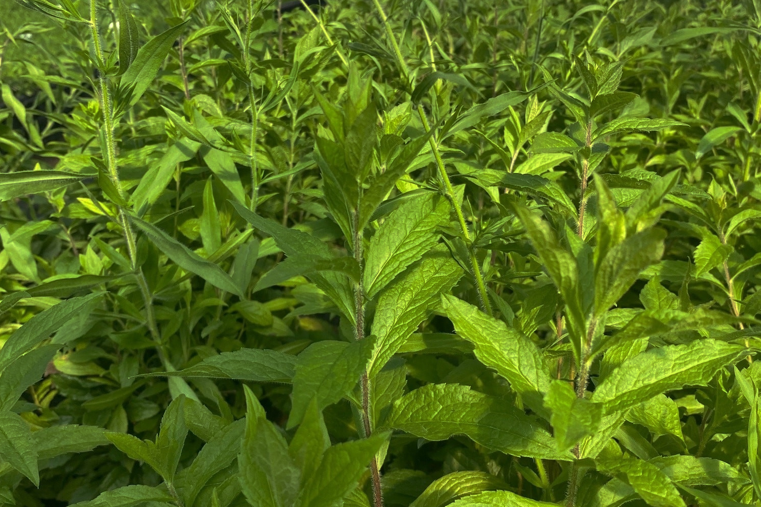 Solidago rugosa - Wrinkleleaf goldenrod Native Planting by SuffolkHydroseeding.com 